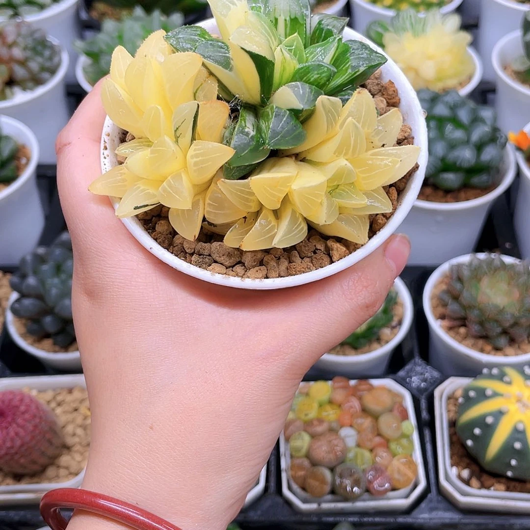 多头姬寿锦，原盆