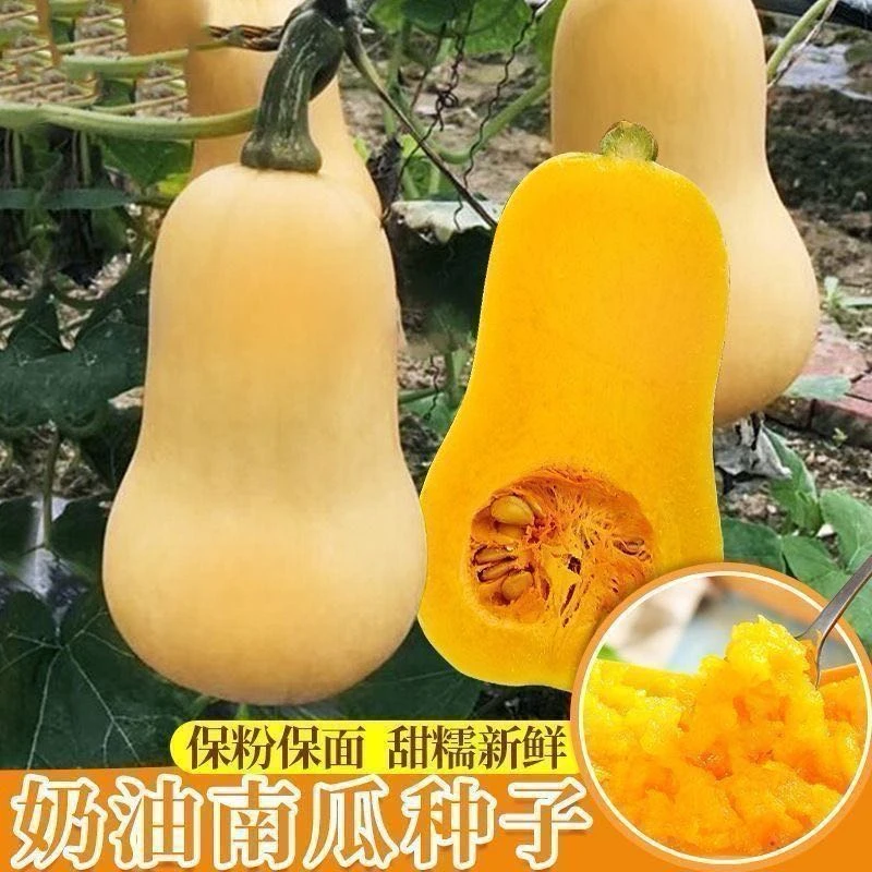 奶油南瓜种子四季种植高产甜糯香芋蜜本南瓜种籽阳台盆栽蔬菜种子
