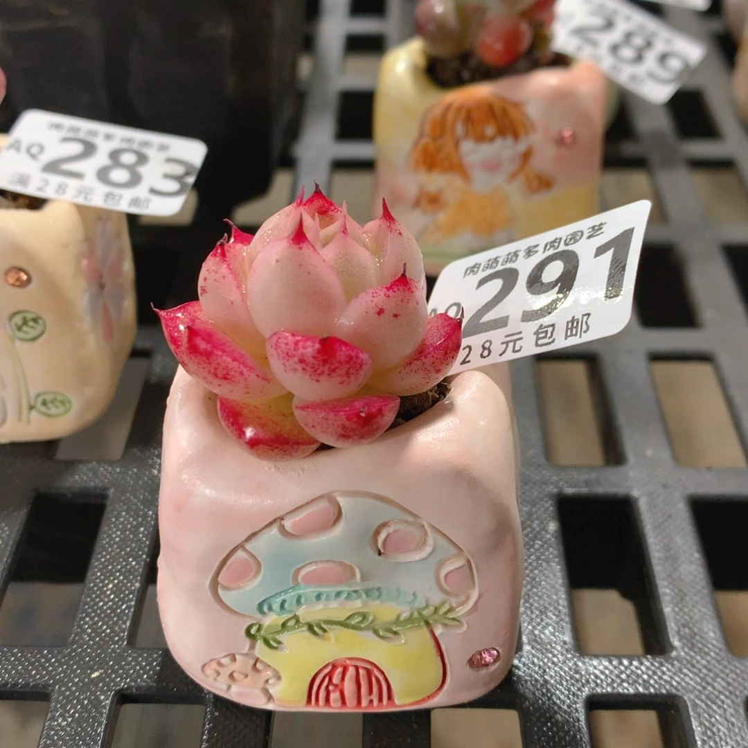 肉萌萌5cm拇指盆多肉AQ291