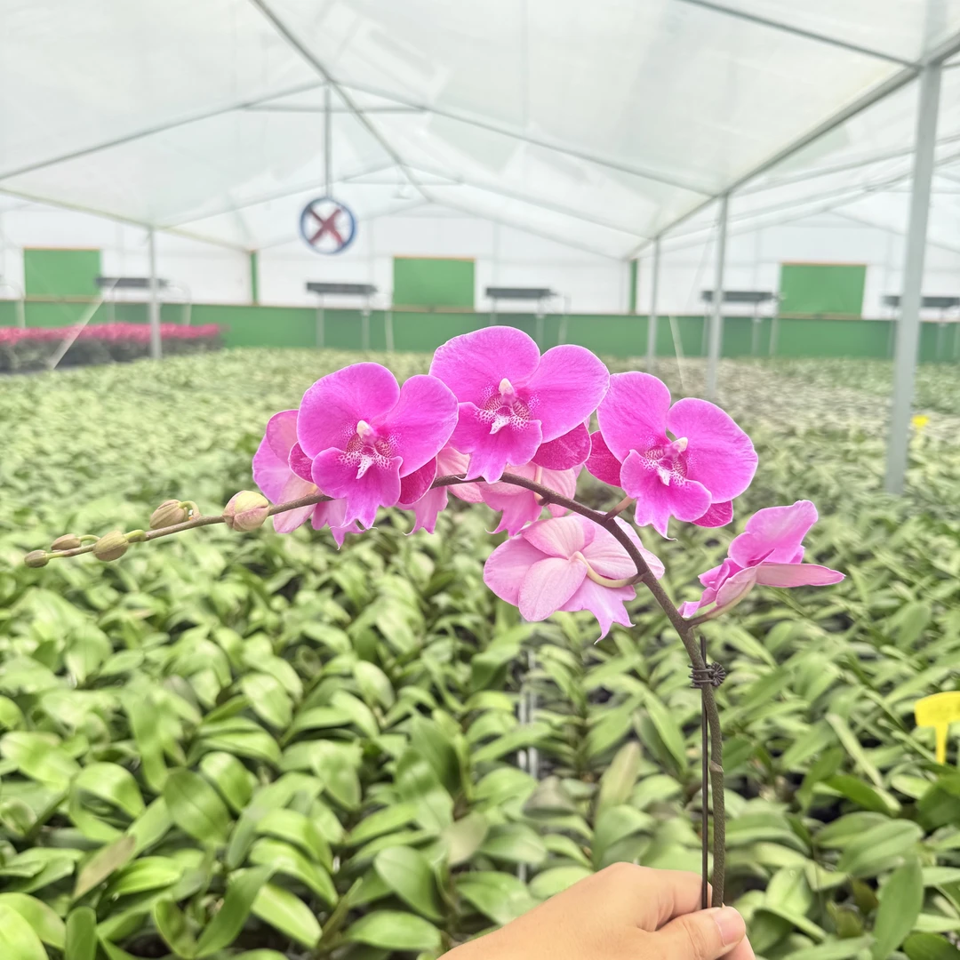 【红枣】蝴蝶兰精品花卉 带花带花苞 粉色大舌头 苗情好