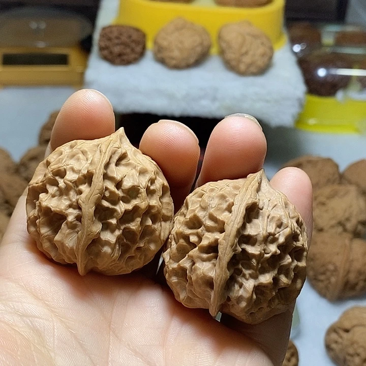 文玩核桃把件8号野狼36.5尺