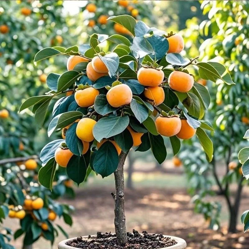 嫁接柿子树苗脆甜无籽当年结果南北方种植耐寒盆栽地栽庭院果树苗