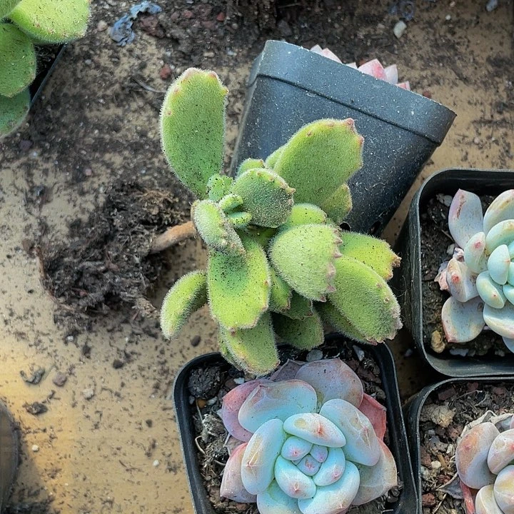 6.5方绿熊带盆土发