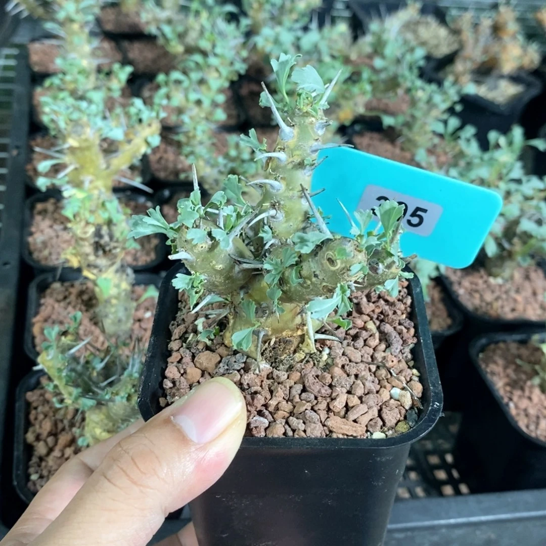 产地格斯龙骨奎一个