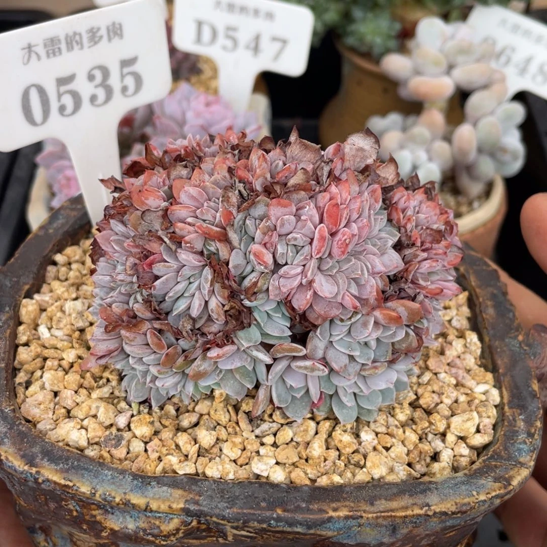 0535海棠花不带盆10厘米