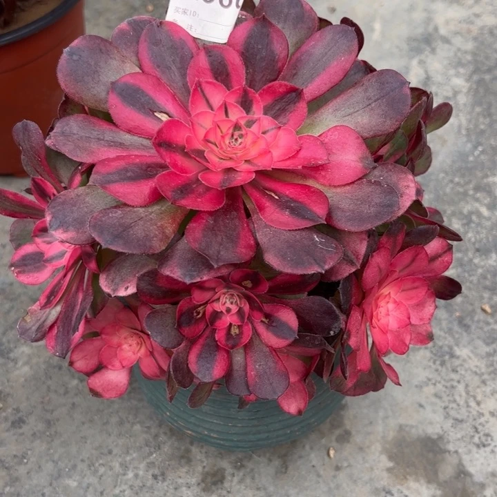 金*一566荔枝20厘米左右