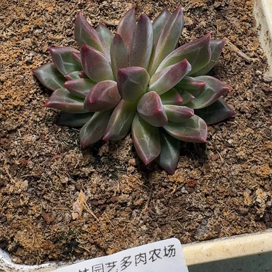 087 美人杂交 一物一拍