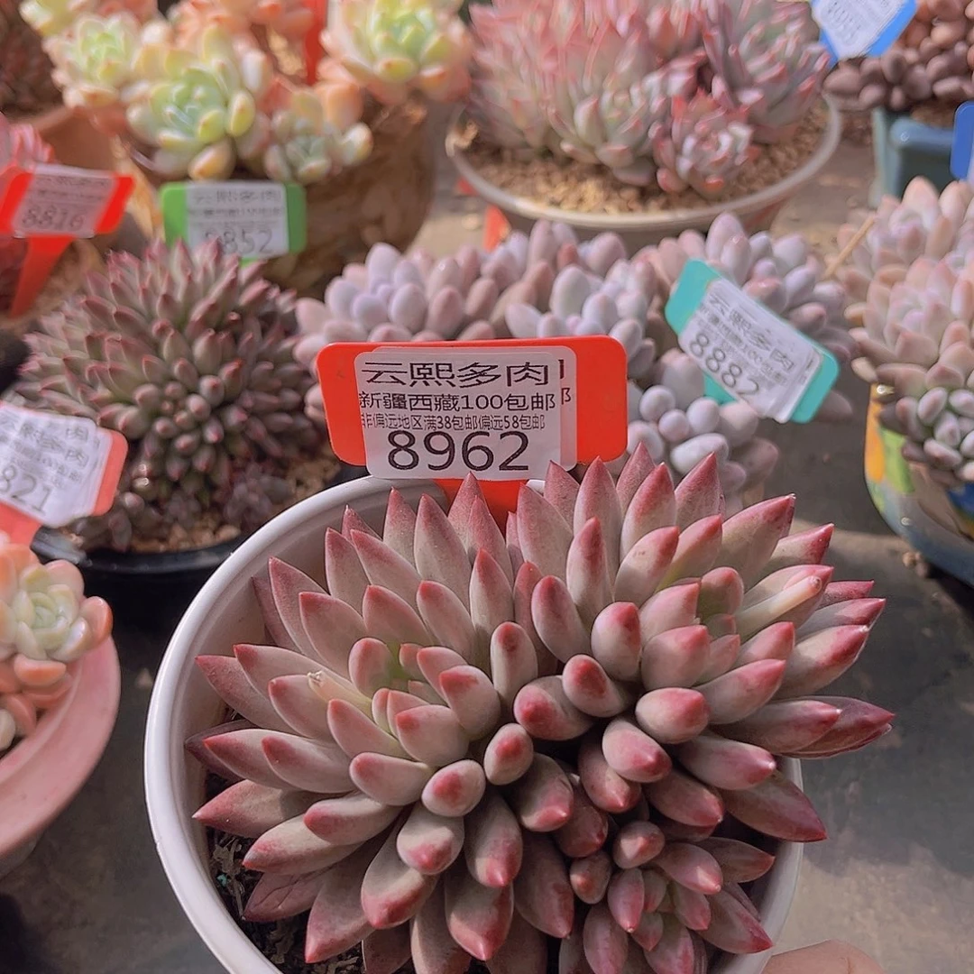 8962虞美人。  多肉植物