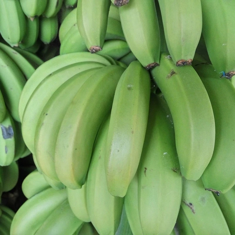 云南河口甜香蕉新鲜香甜软糯自然熟青香蕉产地直发3斤5斤9斤包邮