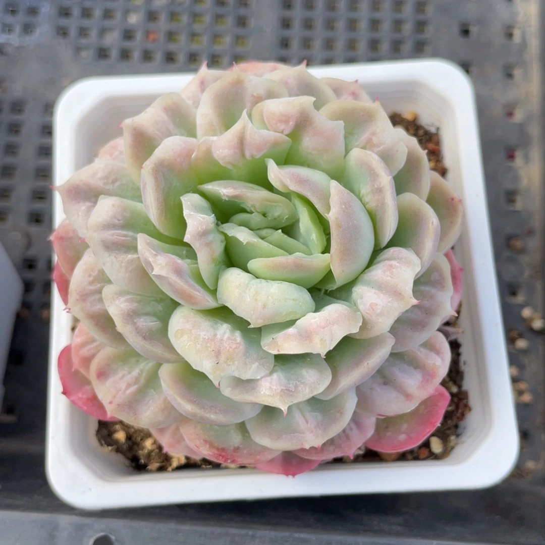 优选泡泡纱多肉福利2698