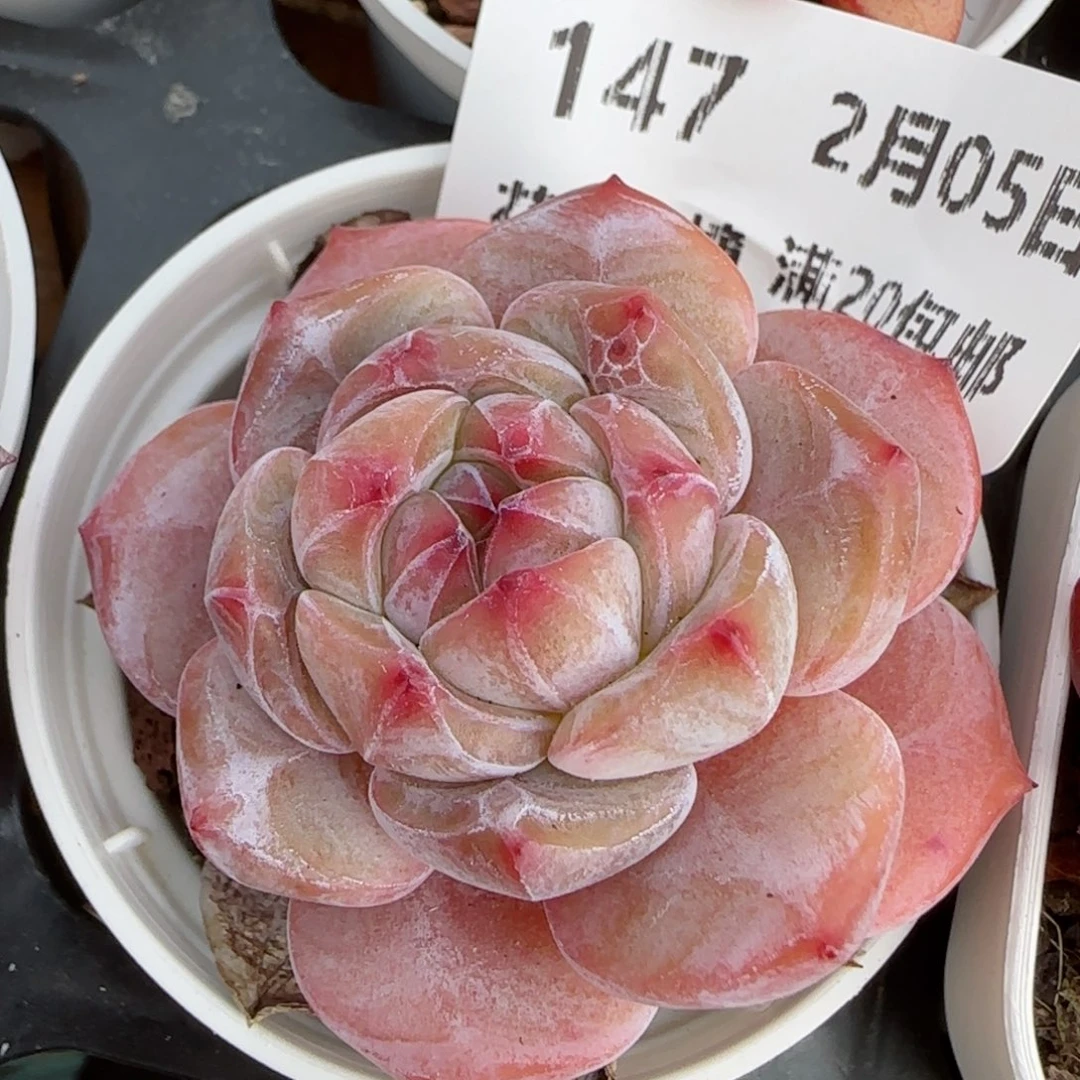 花语逸镜0205-147