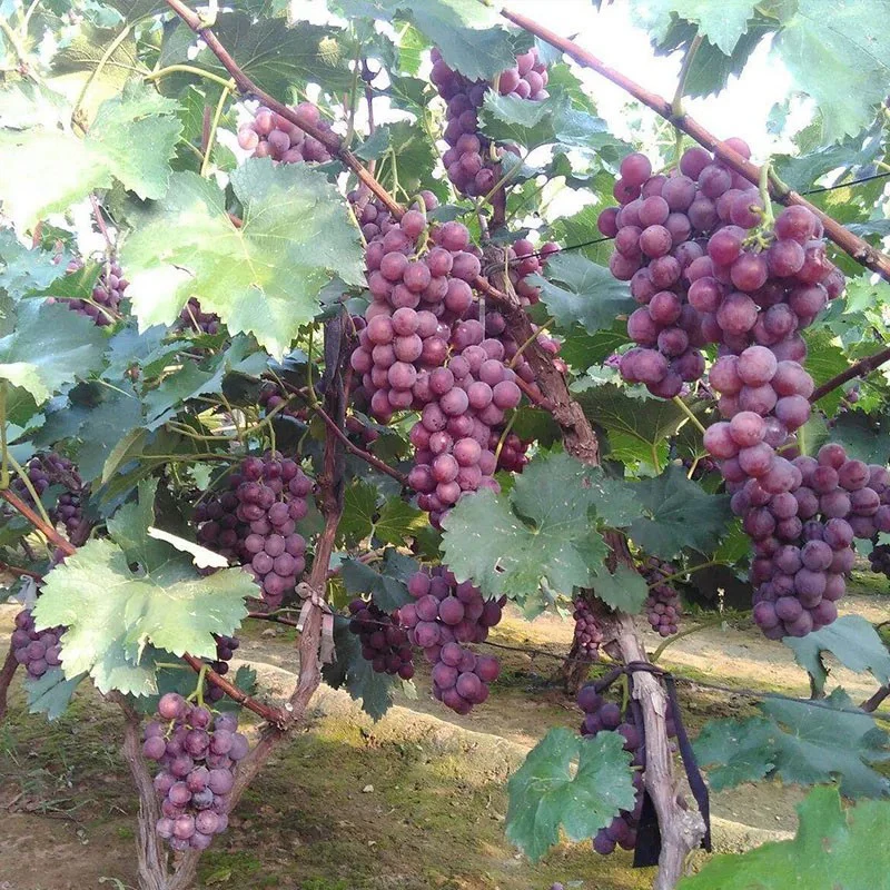 巨峰葡萄树苗南北方庭院种植耐寒绿化果树当年结果弥勒葡萄葡萄苗
