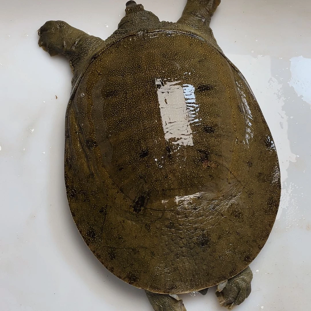 中国大陆12345678