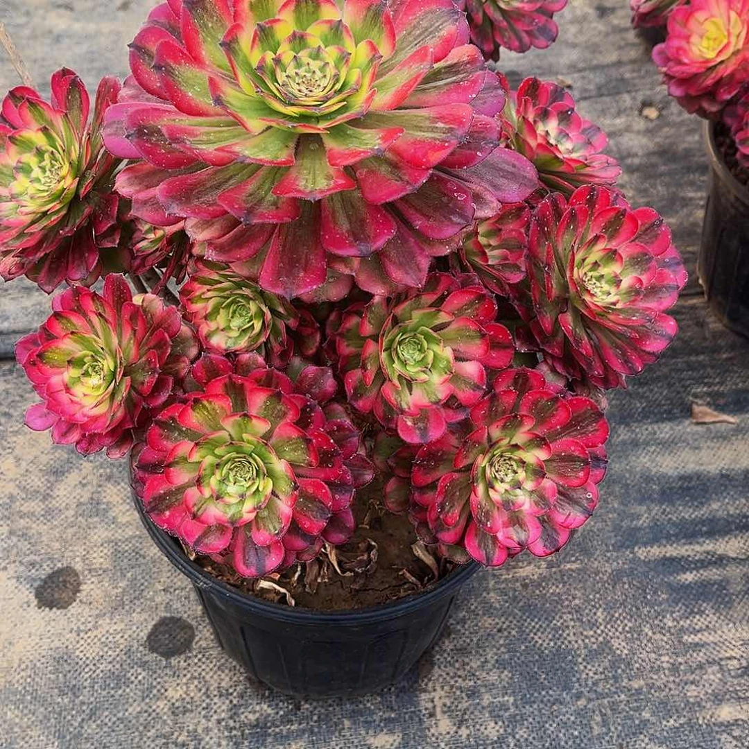 ?多肉366维纳斯多肉