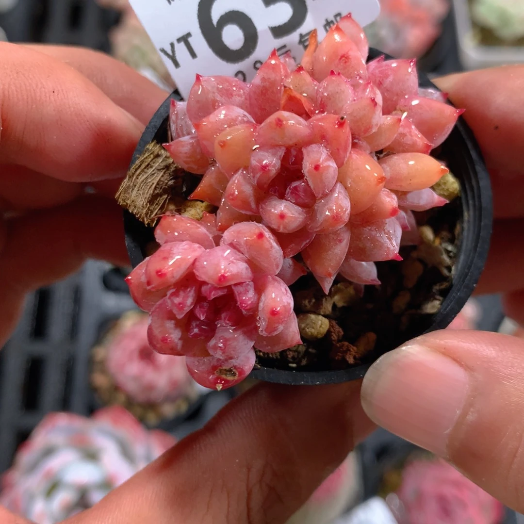 5CM拇指盆精控多肉YT634