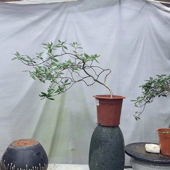 无花朵一**梦海岛熟桩海岛熟桩栀子花