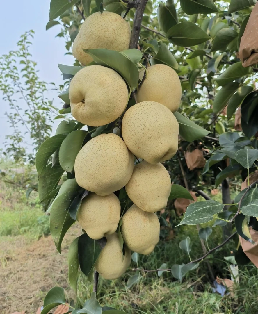 自家农场 【山农酥梨】 酥脆 超甜 爆汁