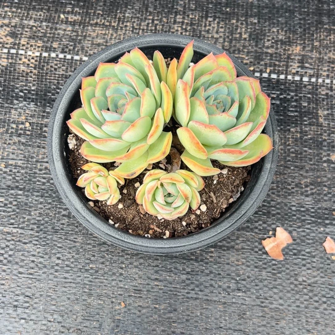 多肉植物多头晨露