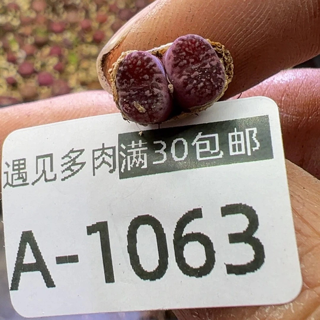 多肉植物11111111111111