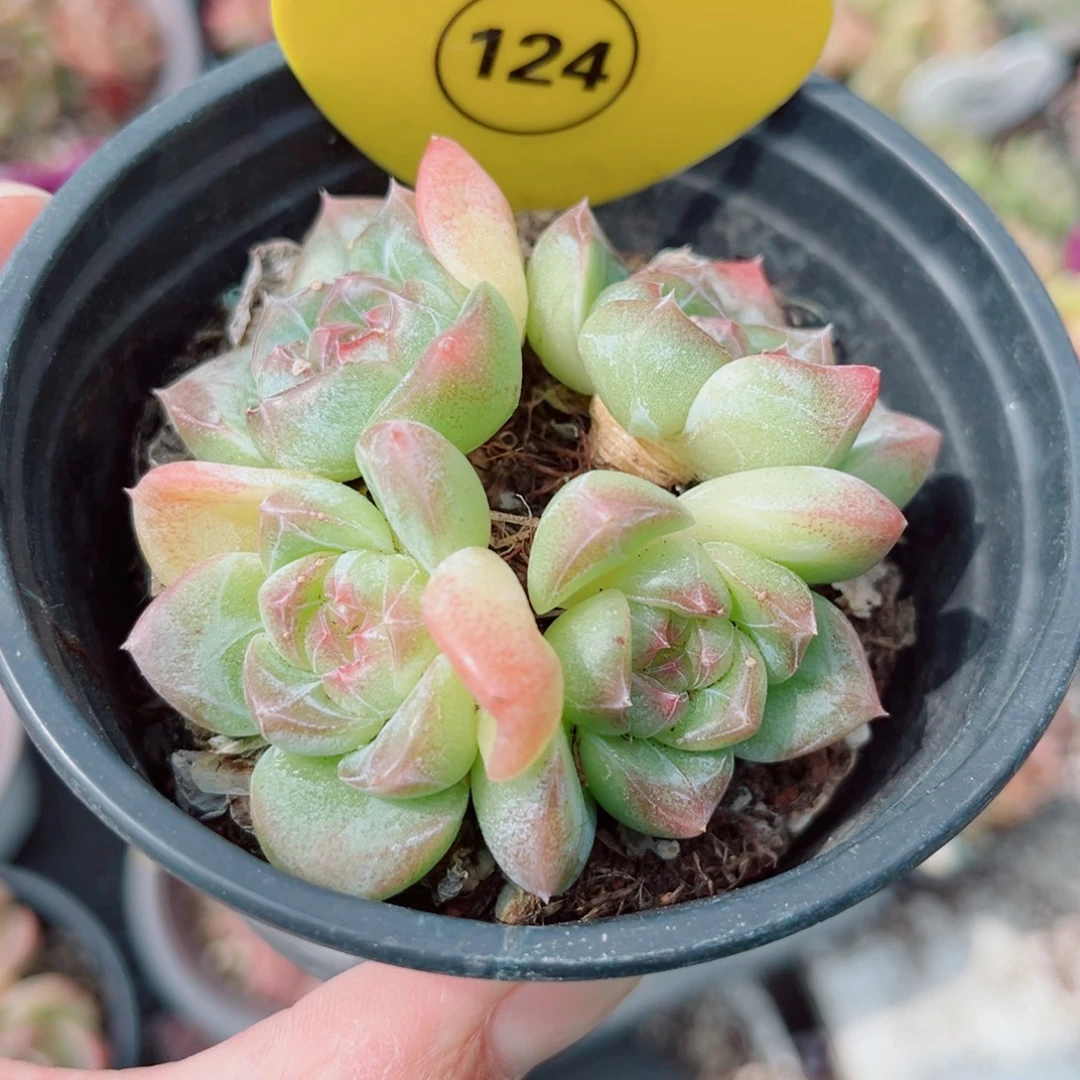 124号小老桩珍妮群