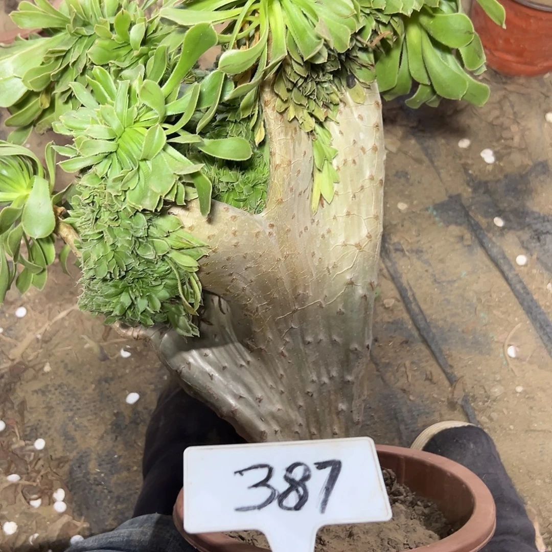 多肉植物原始绿缀花387