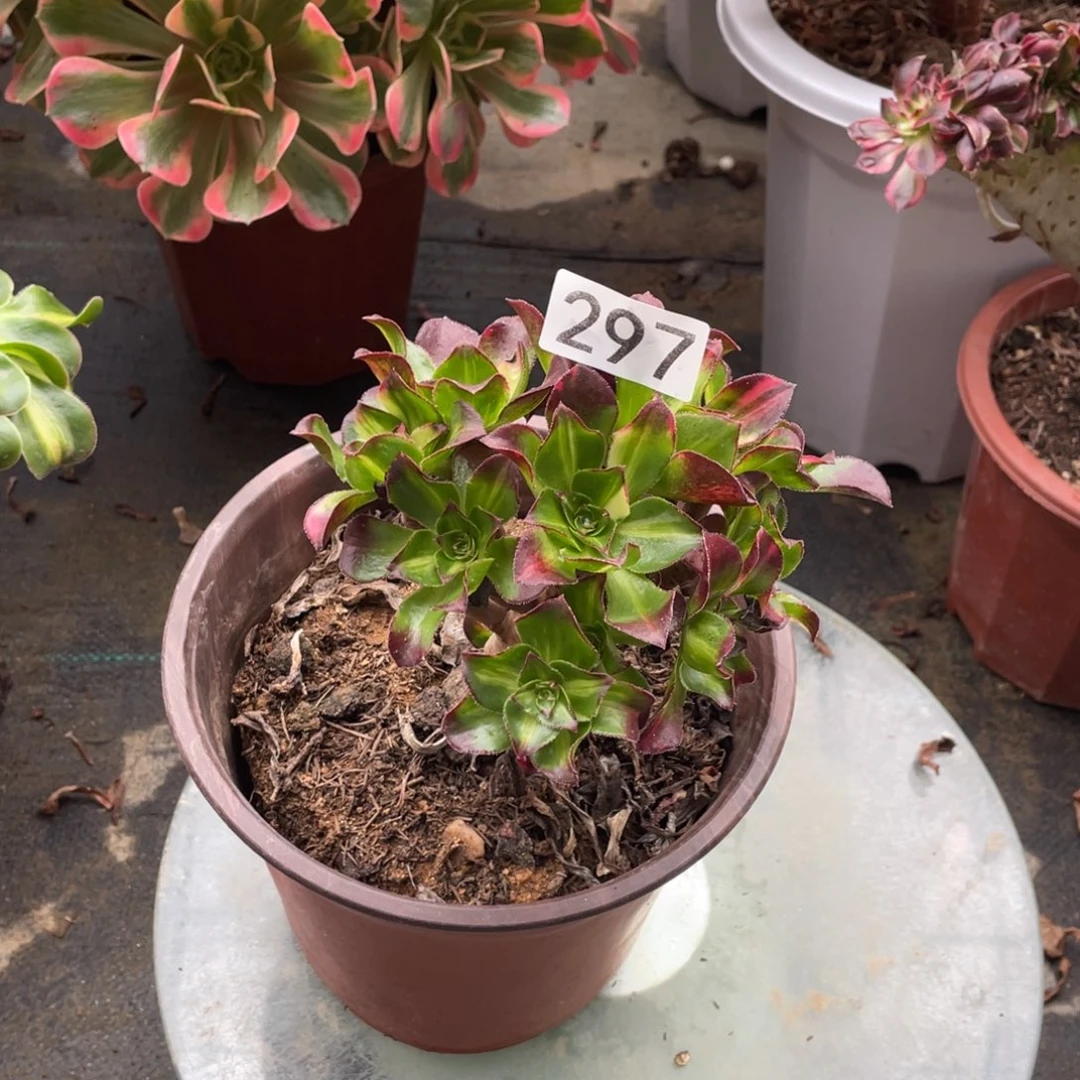 感**心魅影七彩多肉植物老桩