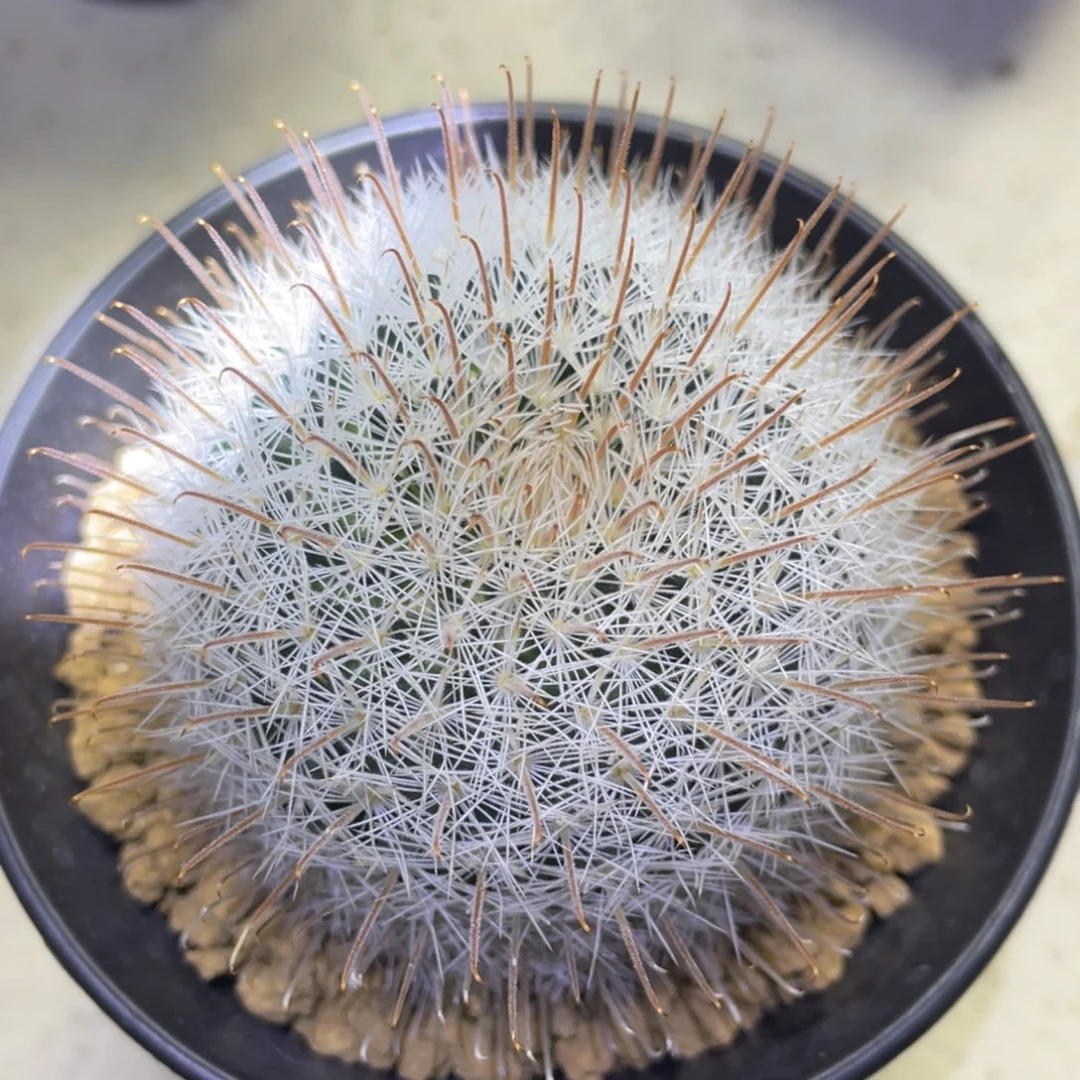 最***～补差价       阳炎