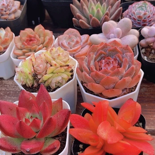 麦秆群➕火祭➕罗卡➕唐心