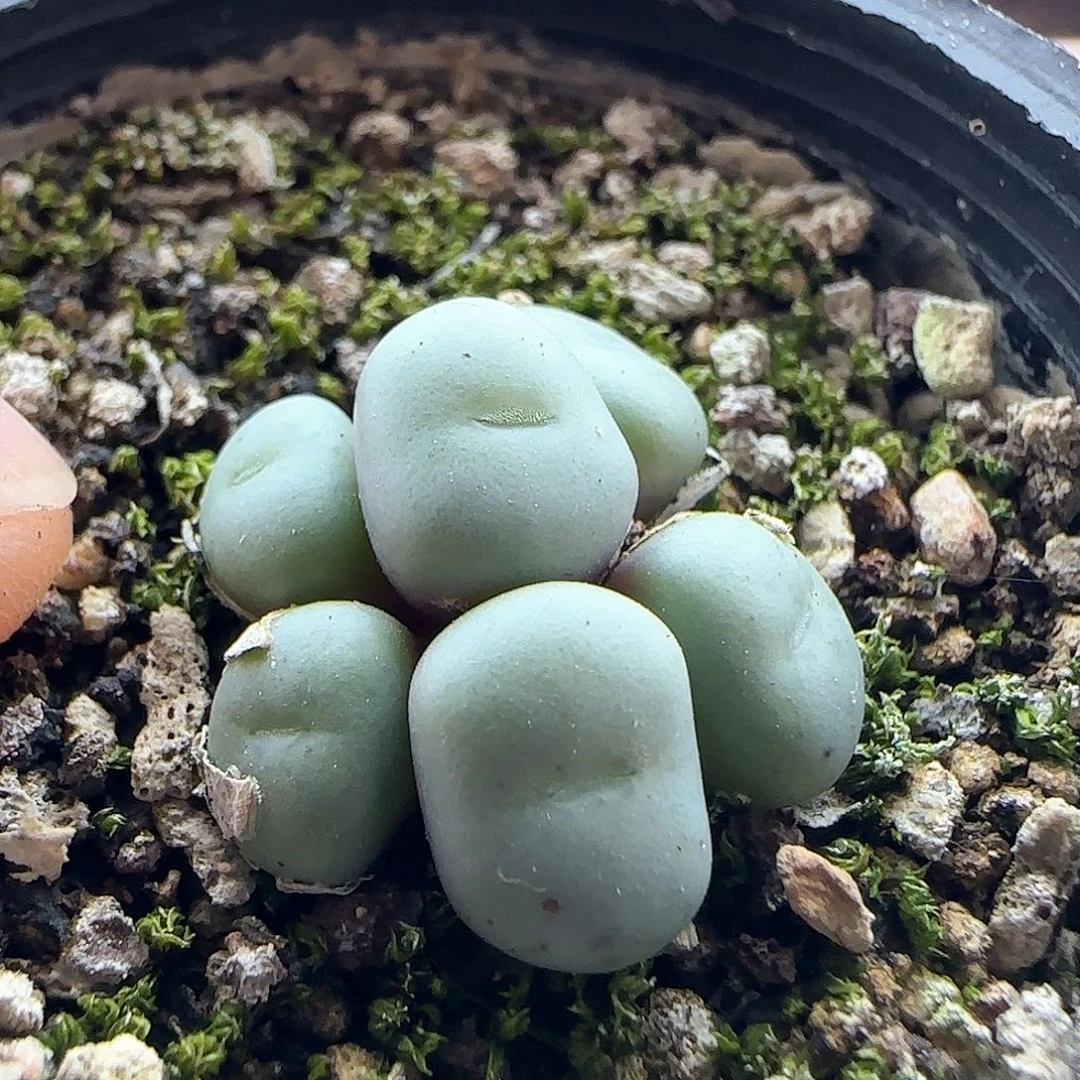 年后脱土发货23779