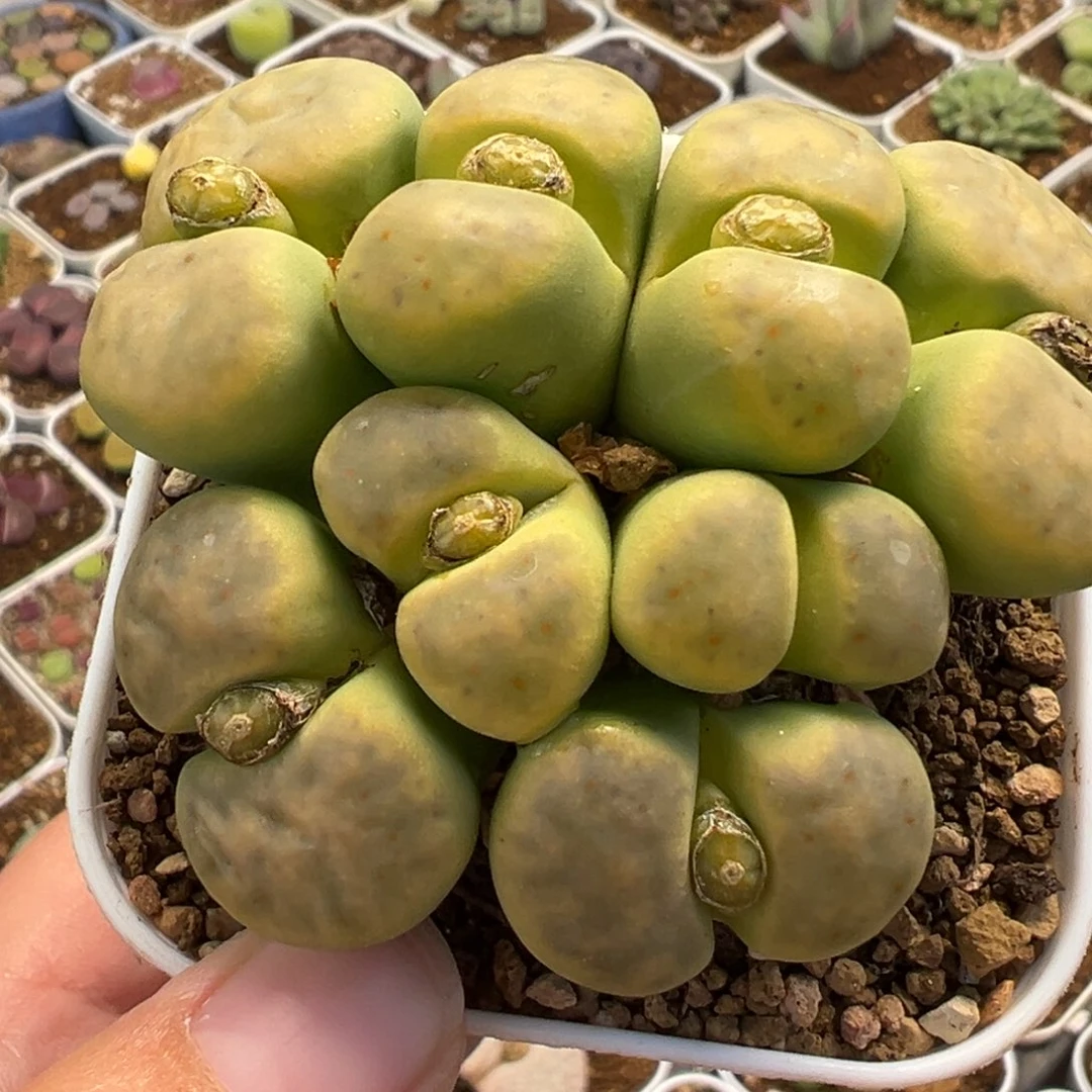 0541多肉植物种类多样