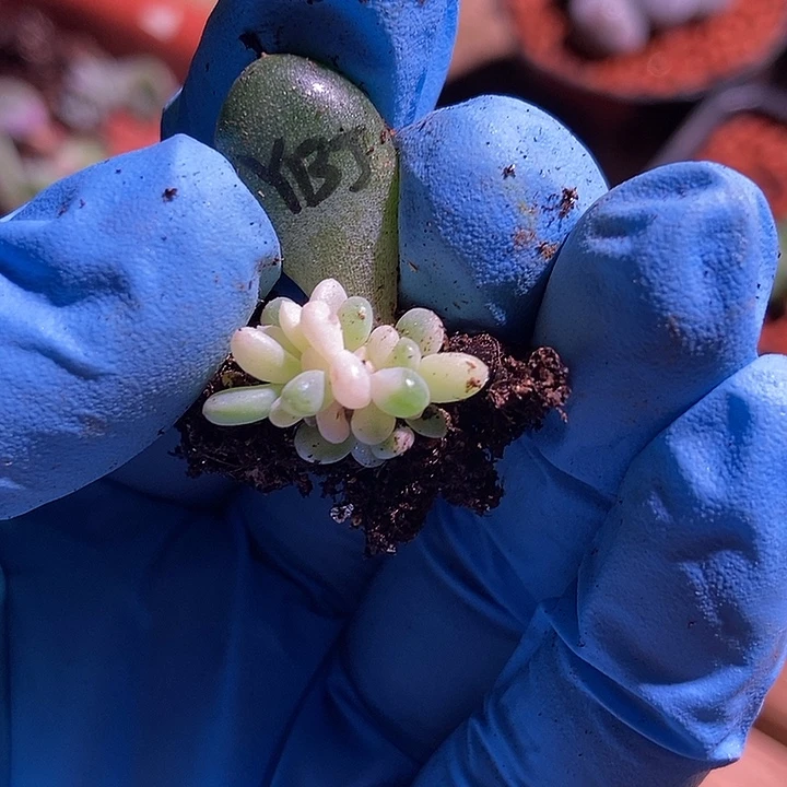 雨宝美人锦多肉植物