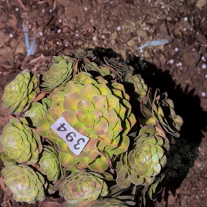 394轮回多肉植物不售后中班