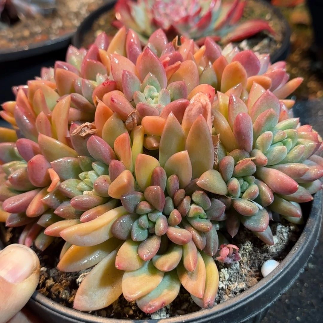 贵妃美人一物一拍包装收缩花旱