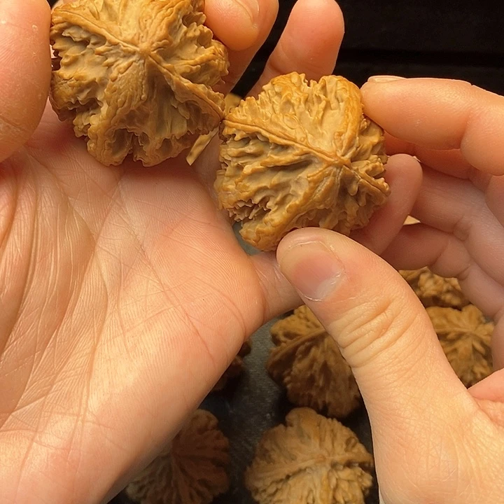 我是一只小小鸟的小猫小狗