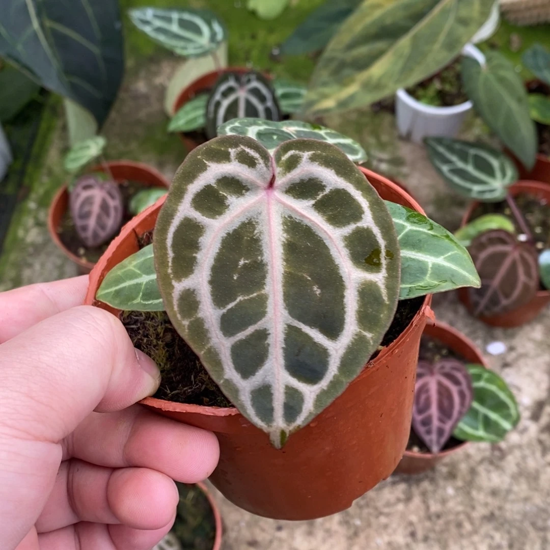 无花朵nse红水晶花烛