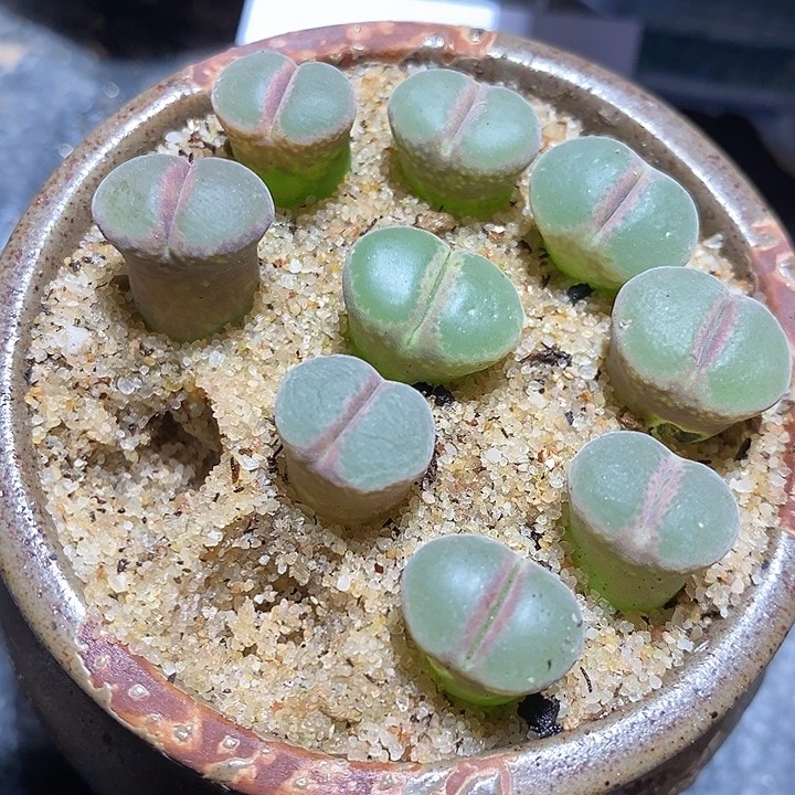 19336。     大年份粉红女郎一颗。