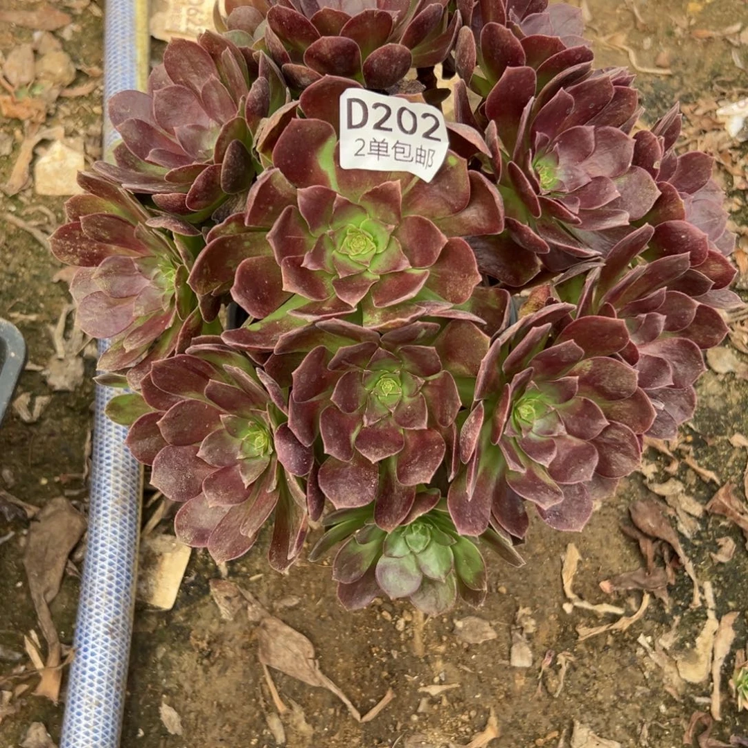 202多肉  赤焰连不包断头