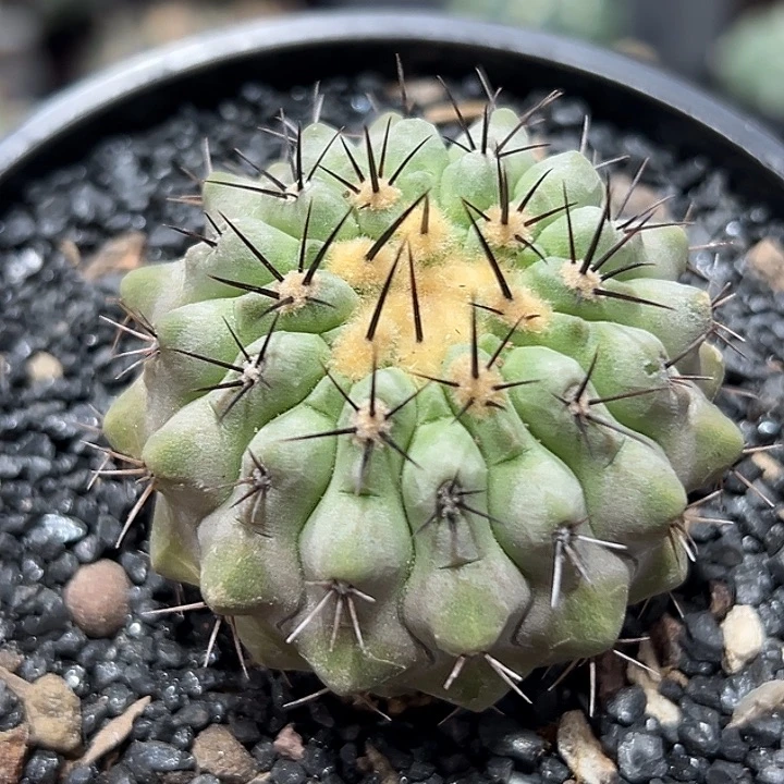 54实生根孤龙丸哈哈哈