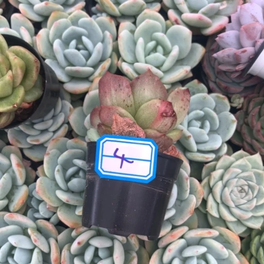 菲***猪一物一拍白玫瑰4