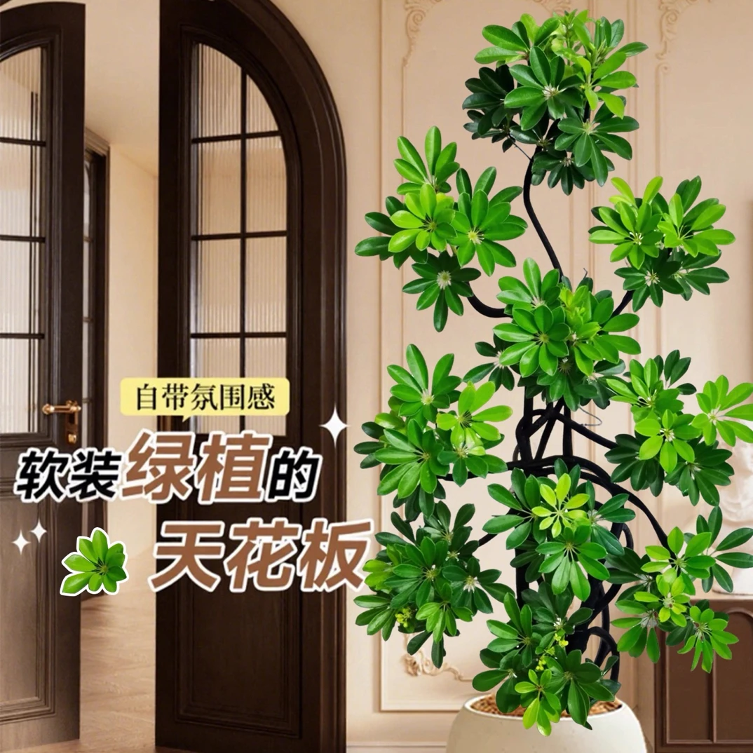 鸭脚木造型老桩大型网红落地绿植室内客厅四季常青好养植物