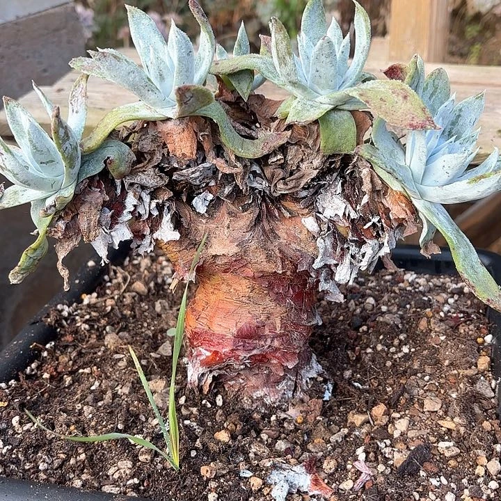 往***～仙女杯多肉植物盆栽