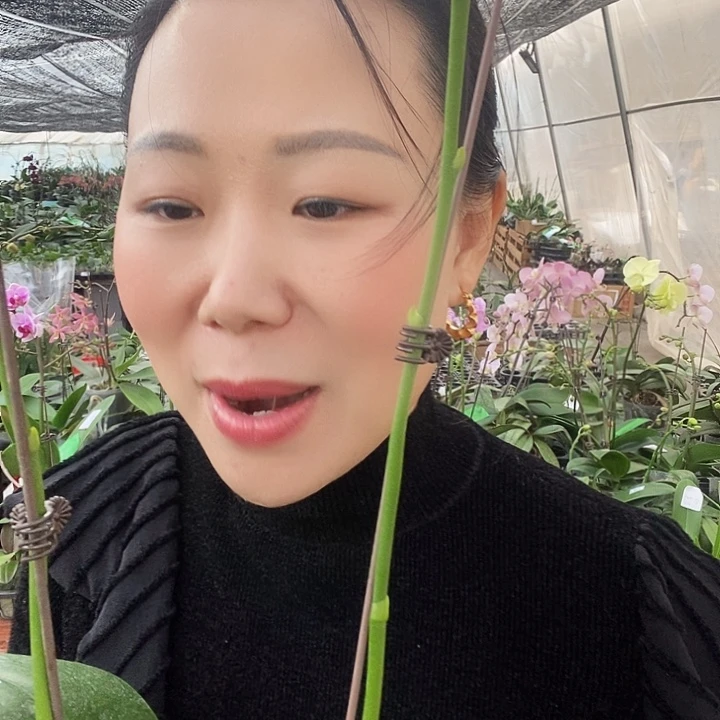 无花朵黄蟒蝴蝶兰