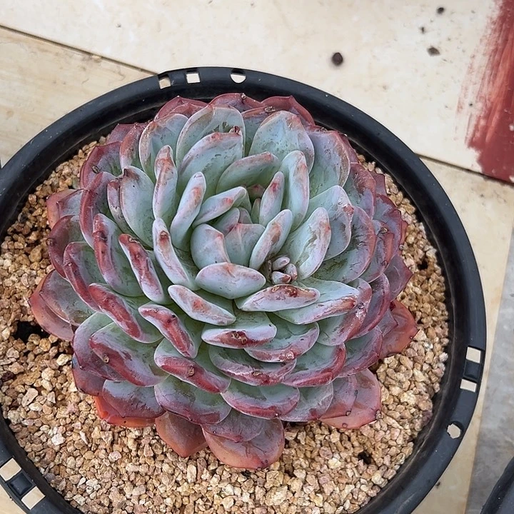 大橙子。