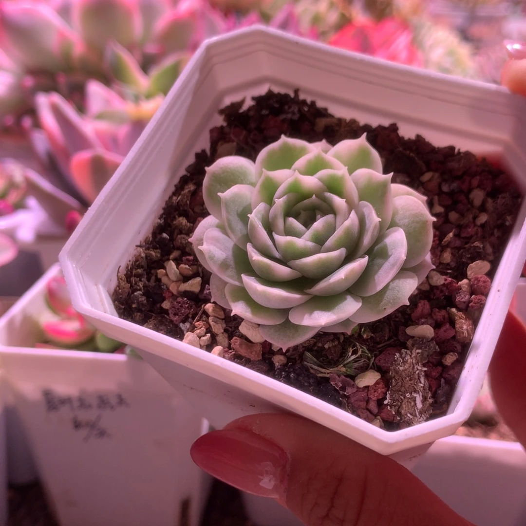 开播福利圆叶昂斯诺覆轮锦有根