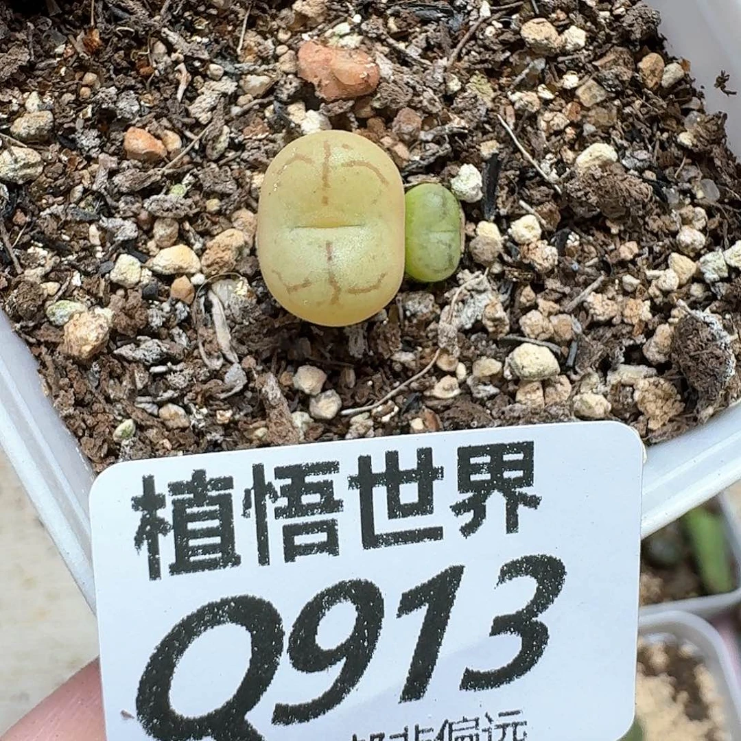 多肉植物的是ffgjj