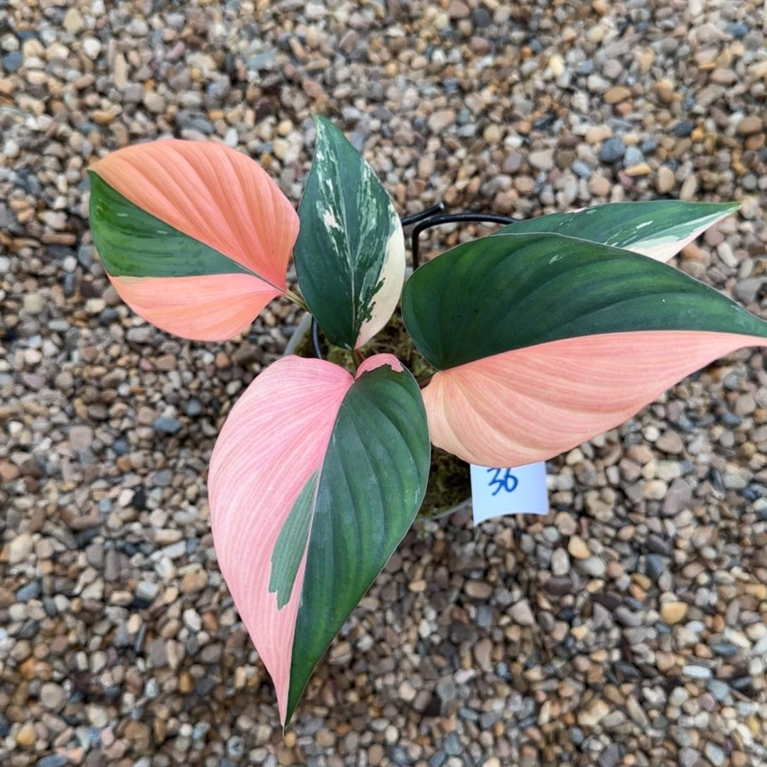 36-1120泰国发货红宝石芋变异