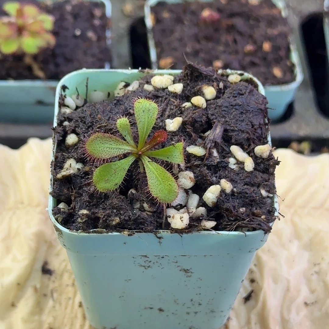 完全开放孤失球根茅