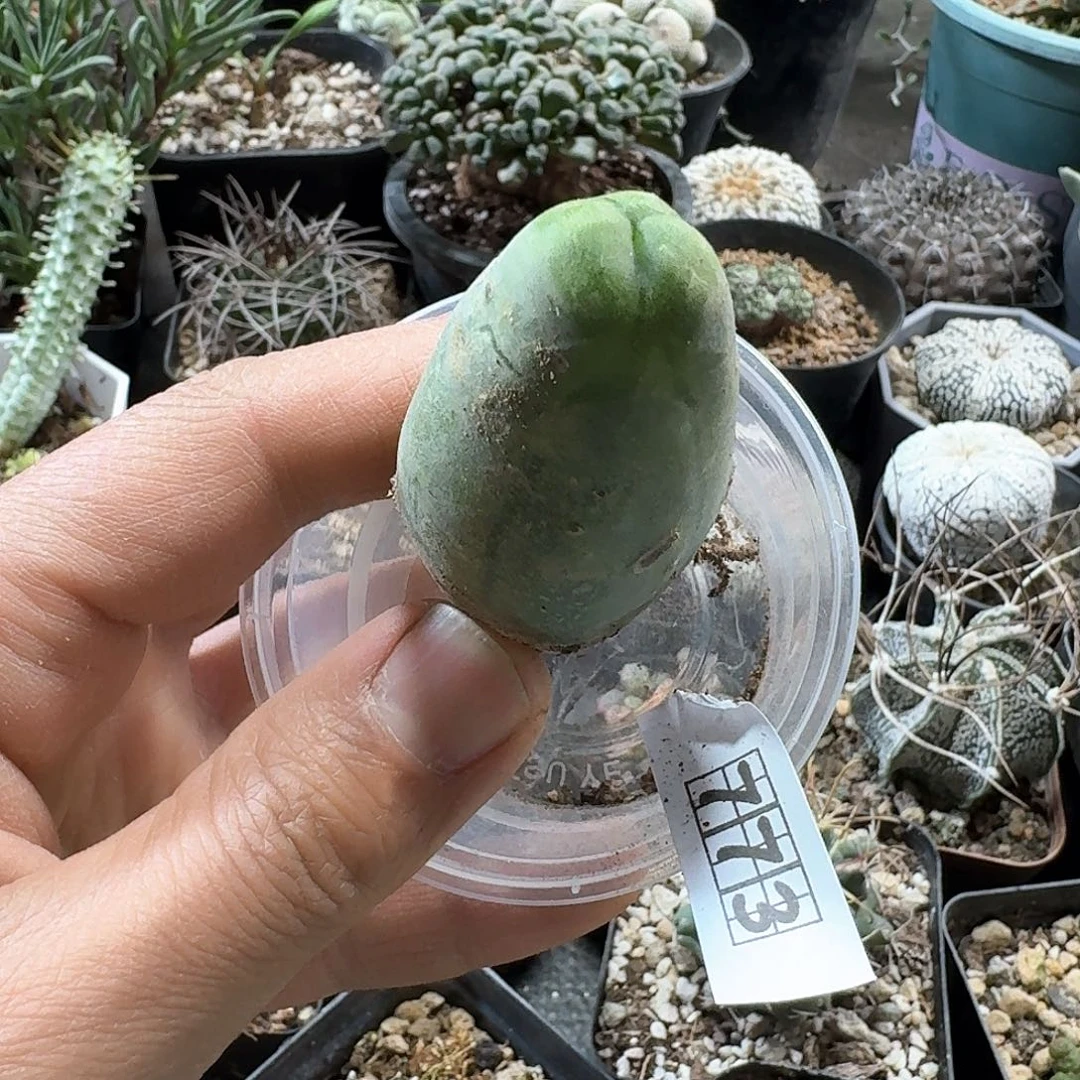 773程程柱脱土发货