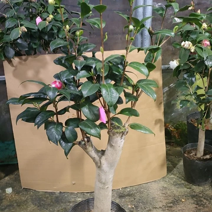 713六品，原盆原土发货