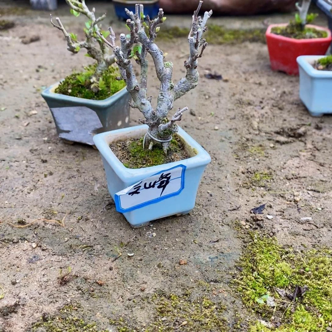 长寿梅盆景艺术中心的一